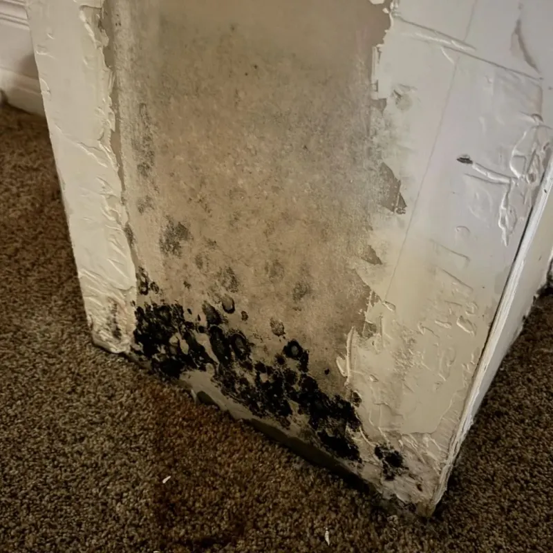 Professional Mold Removal in Mountain Green, UT